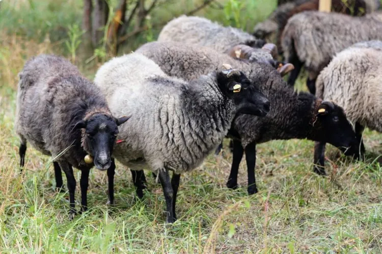 Owce wrzosówki zamieszkały nad opływem Motławy na początku sierpnia.