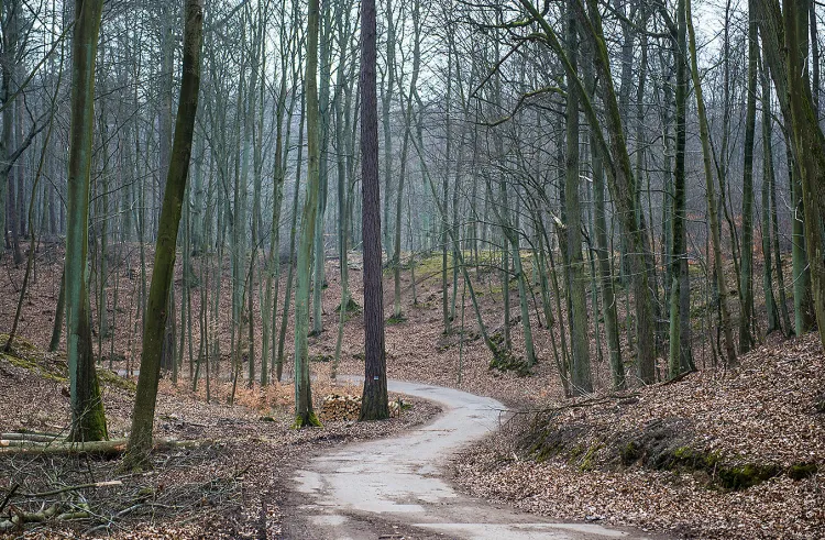 Plan urządzenia lasu dotyczy przyszłości m.in. Trójmiejskiego Parku Krajobrazowego.