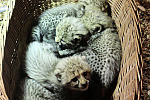 Małe gepardy będzie można zobaczyć na żywo najwcześniej za kilka tygodni.