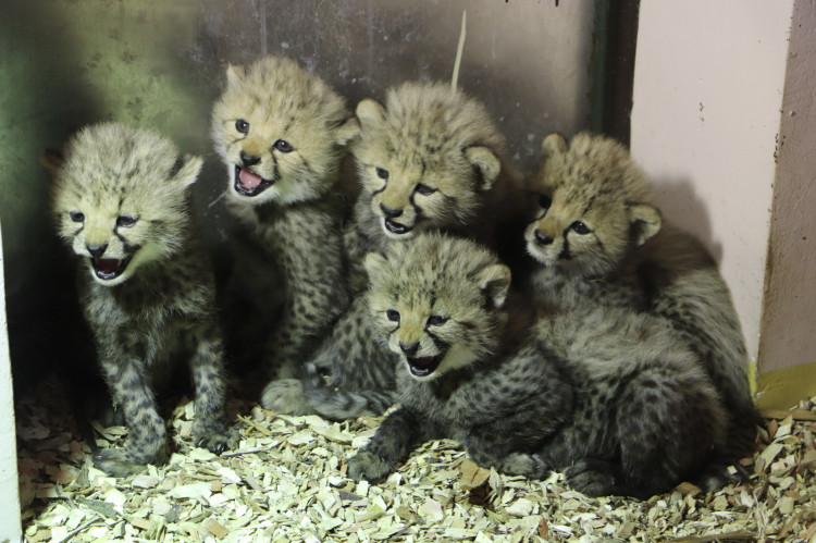 Małe gepardy będzie można zobaczyć na żywo najwcześniej za kilka tygodni.