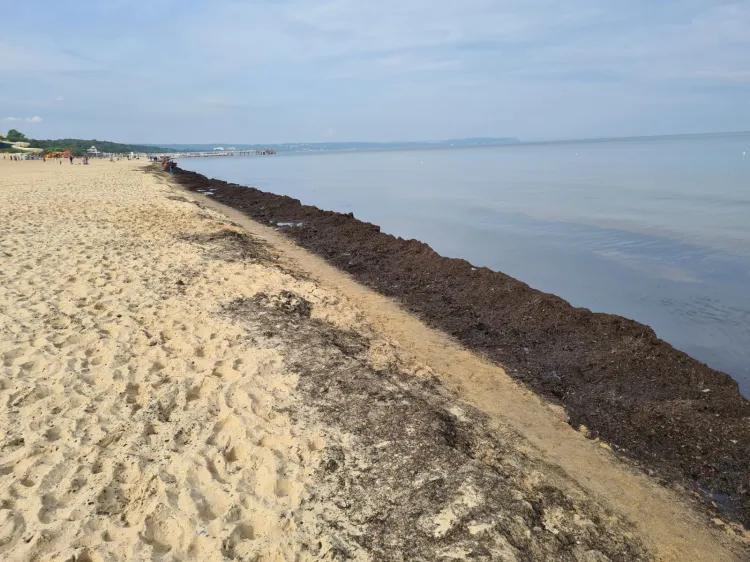 Zanieczyszczenie plaży spowodowane jest przez tzw. kidzinę, a więc organiczne szczątki wyrzucone na brzeg. To też efekt niskiego stanu wody i małego falowania.