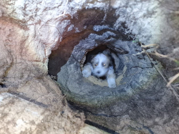 Zwierzak wpadł do trzymetrowej dziury. Jego opiekunka nie miała szans na samodzielne wyciągnięcie psa.