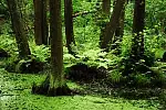 Wartością lasów nie jest jedynie drewno, jakie można z niego pozyskać. Nie jest nią także wyłącznie to, że las wytwarza tlen, pochłania dwutlenek węgla, zapobiega podtopieniom i powodziom. Ale las sprawia, że jesteśmy wrażliwsi, spokojniejsi i... bardziej ludzcy.