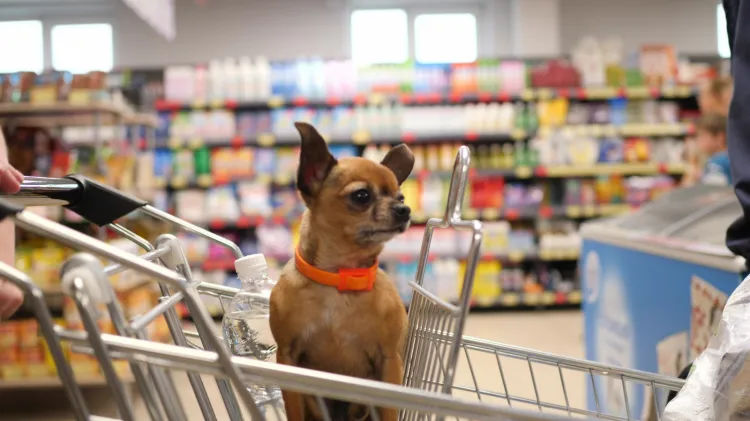 Przywiązywanie psów przed sklepem odchodzi do lamusa. Dziś znacznie popularniejsze jest zabieranie pupila na zakupy i wożenie go w sklepowym wózku. 