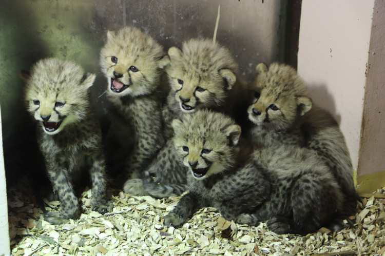 Quatre femelles et un mâle - ce sont des bébés guépards de Gdańsk. 