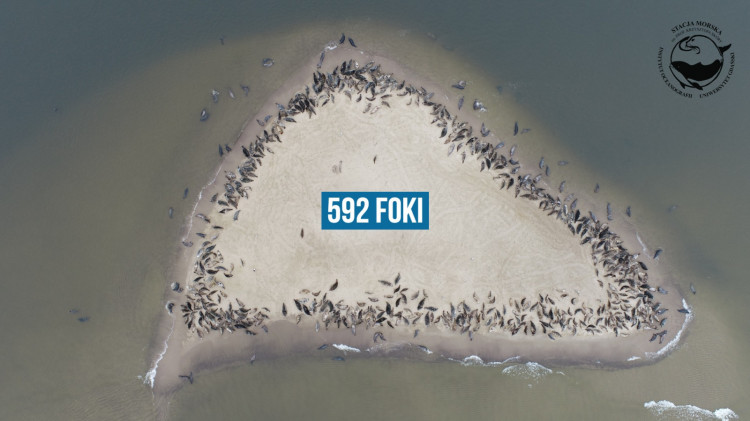 Dron UG uchwycił aż 592 foki w jednym miejscu.