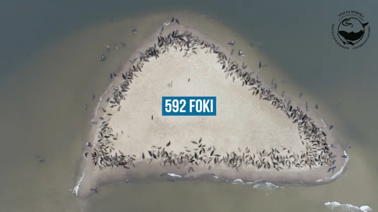 Dron UG uchwycił aż 592 foki w jednym miejscu.