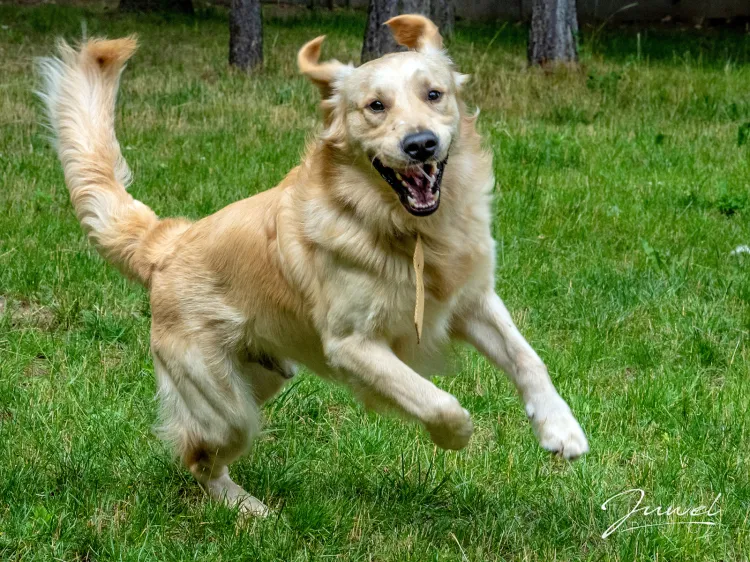 Ozi jest bardzo radosnym, pozytywnym psem, który na pewno wniesie dużo radości do nowego domu.