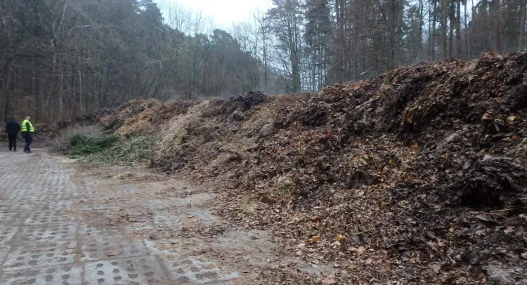 Zdjęcie z interwencji inspektorów WIOŚ w Sopocie. Karę nałożono za składowanie odpadów zielonych ("górki" po prawej stronie) w lesie przy ul. 23 Marca.
