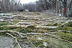 Do zniszczenia 21 i wycinki bez zezwolenia dwóch kolejnych drzew w Sopocie doszło w marcu 2021 r.