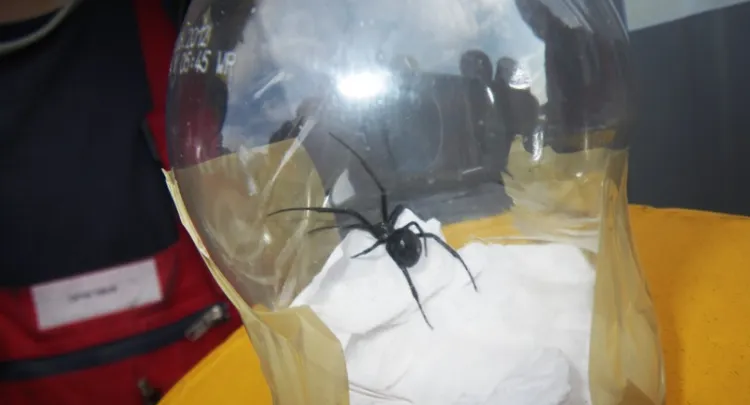 "Czarna wdowa" to jeden z najbardziej śmiercionośnych pająków na świecie. Trzy z nich znaleziono w jednym z kontenerów w DCT.