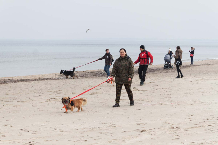Plażowe spacery z psami ze schroniska Promyk były już organizowane w przeszłości. Zdjęcie pochodzi z podobnego wydarzenia w 2018 r.