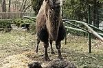 Dumna wielbłądzia mama z samiczką wielbłąda w gdańskim zoo.