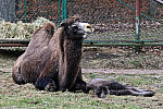 Dumna wielbłądzia mama z samiczką wielbłąda w gdańskim zoo.