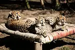 Cztery samiczki i jeden samczyk - tak teraz wyglądają gepardy: Planeta, Appka, Paya, Pinia i Cash. 