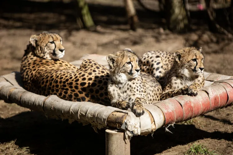 Cztery samiczki i jeden samczyk - tak teraz wyglądają gepardy: Planeta, Appka, Paya, Pinia i Cash. 
