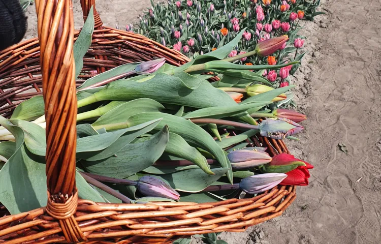 Na polu tulipanowym sami wybieramy i zrywamy kwiaty. Wybór gatunków jest ogromny.