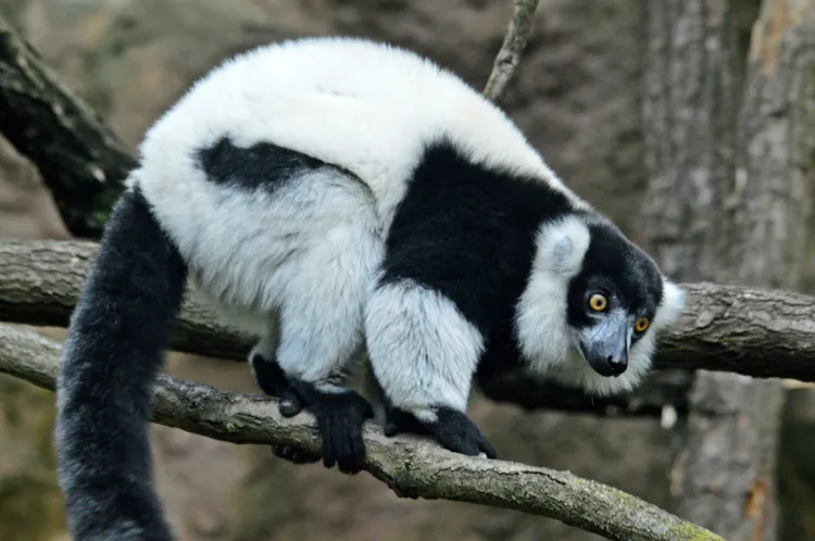 Lemury z gatunku wari czarno-biały to zapowiadani nowi mieszkańcy gdańskiego zoo.