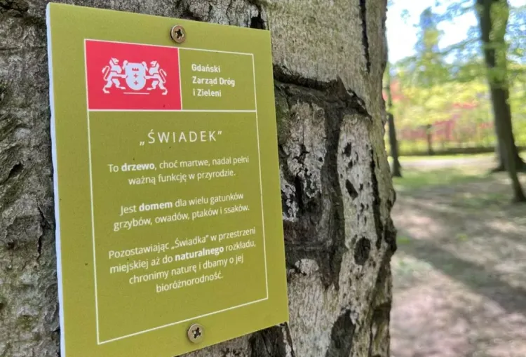 Takich tabliczek na drzewach będzie w Gdańsku przybywać.