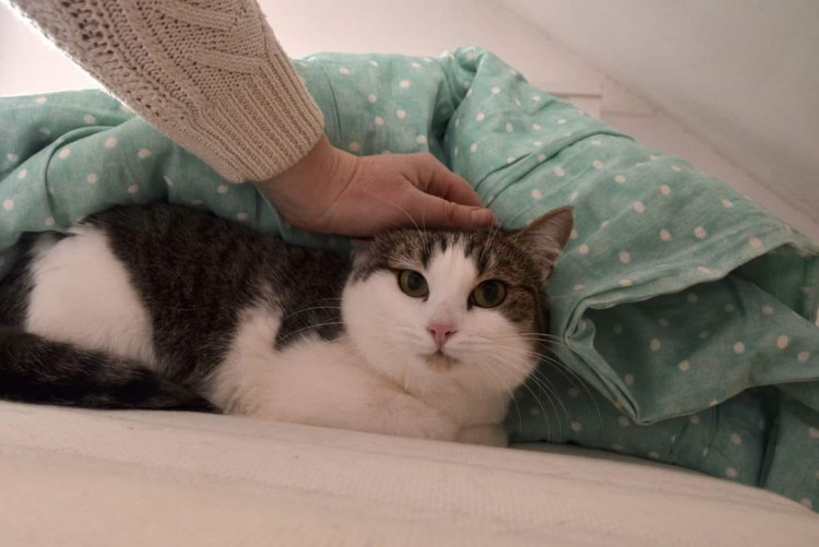 Amelka jest młodą, półtoraroczną kotką, nieśmiałość jednak uniemożliwia jej poznanie potencjalnego nowego domu.