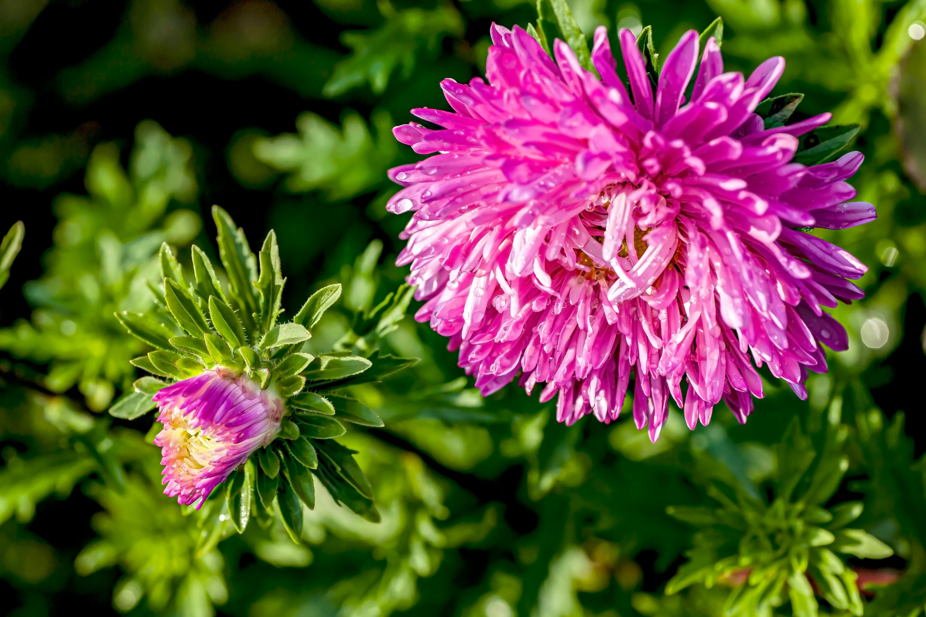 18 Kwiatów Ogrodowych Wieloletnich Jakie Kwiaty Wieloletnie Kwitną Najdłużej