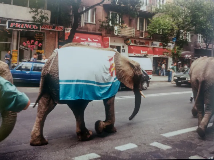Spacer słoni po ul. Świętojańskiej w Gdyni, prawdopodobnie 1996 rok.
