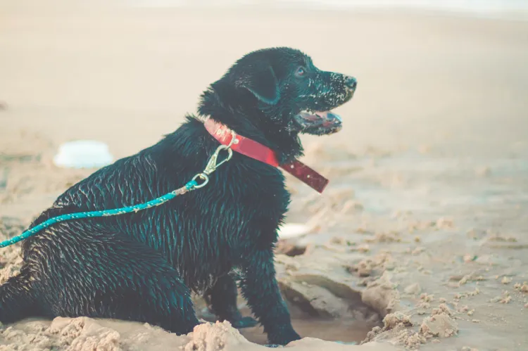 W całym Trójmieście znajdziemy miejsca, w których spacer z psem plażą będzie możliwy i atrakcyjny.