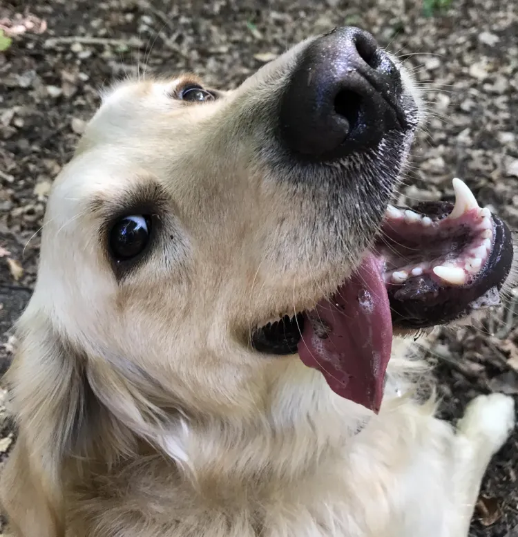 Golden Ozi to piękny młody pies, pełny energii, kochający człowieka, ale umiejący stawiać granice. Kocha wodę!