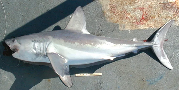 Lamna śledziowa - największy z rekinów uznawanych za zamieszkujące Bałtyk.