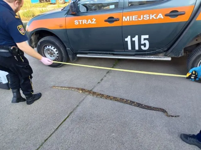 Martwy wąż miał długość 2,1 m.