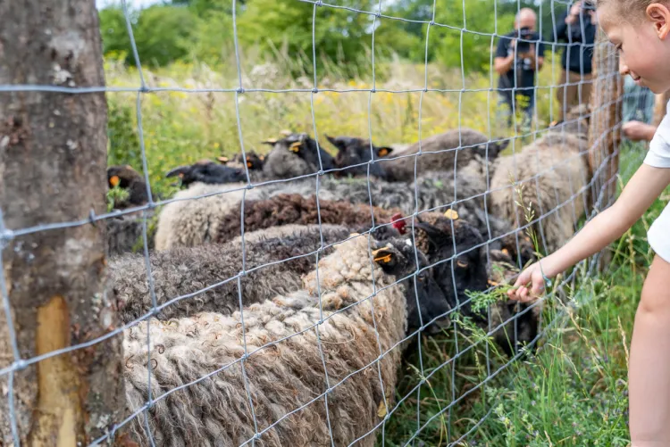 Prokuratura postawiła zarzuty dwóm osobom za ustawienie postępowania na wypas owiec w Gdańsku.