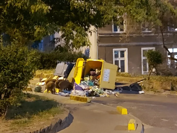 Dziki na Zaroślaku szukają jedzenia w śmietniku. Czerwiec 2023.