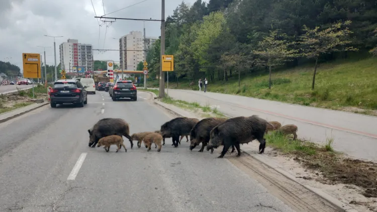 Rodzina dzików na Karwinach. Maj 2023.
