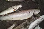 Martwe ryby z rzeki Kaczej