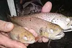 Martwe ryby z rzeki Kaczej