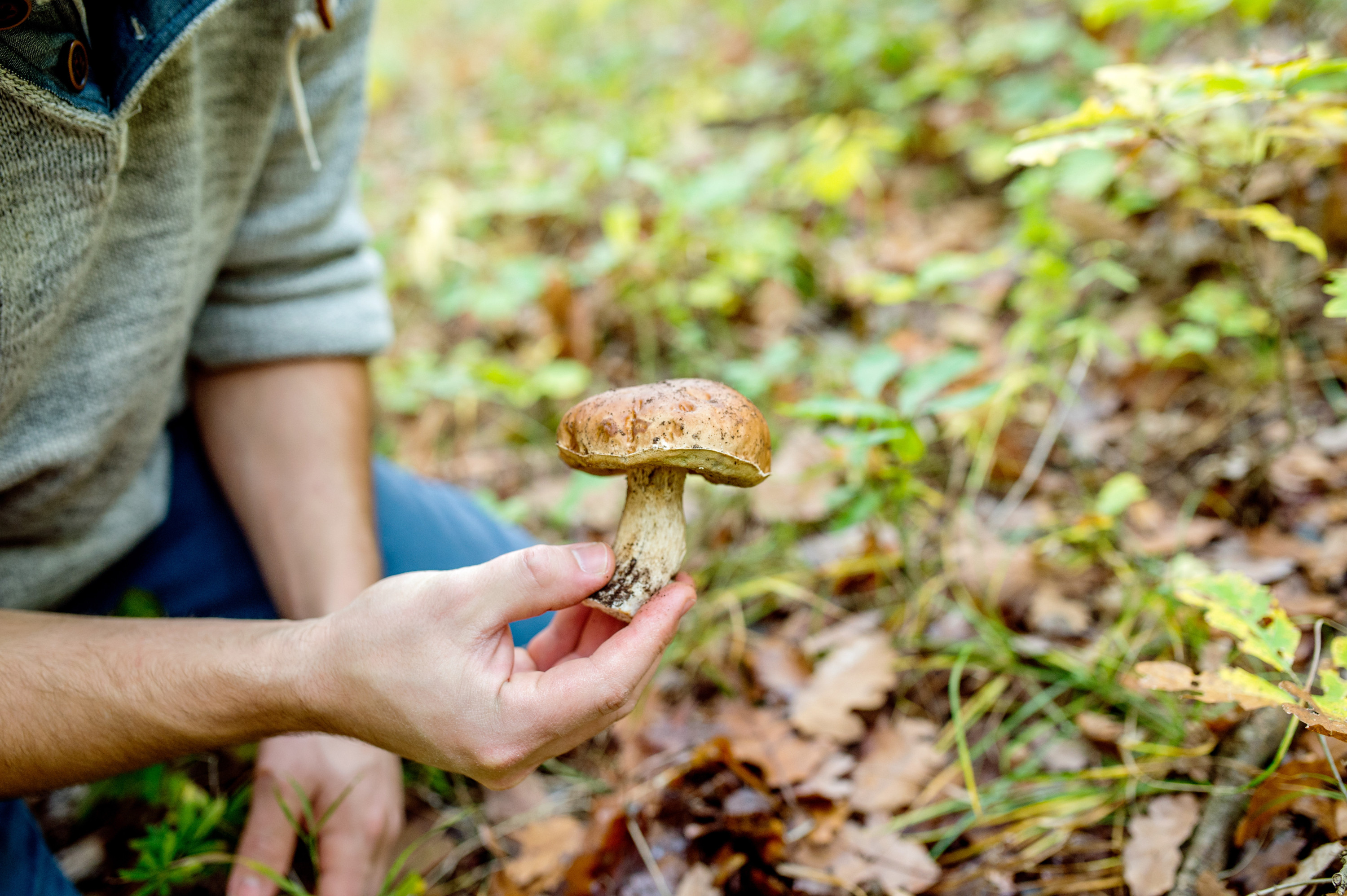 Picking mushrooms. Редкие грибы. Сбор грибов. Собирать грибы.