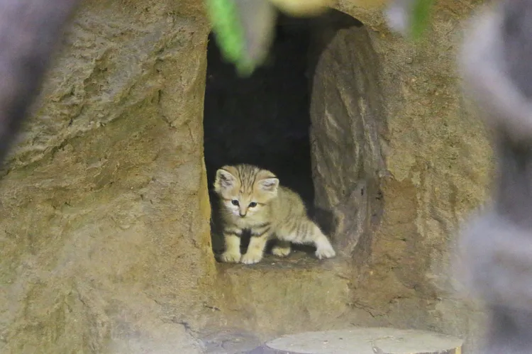 Urodzone pod koniec czerwca pustynne kotki można oglądać już na wybiegu. 