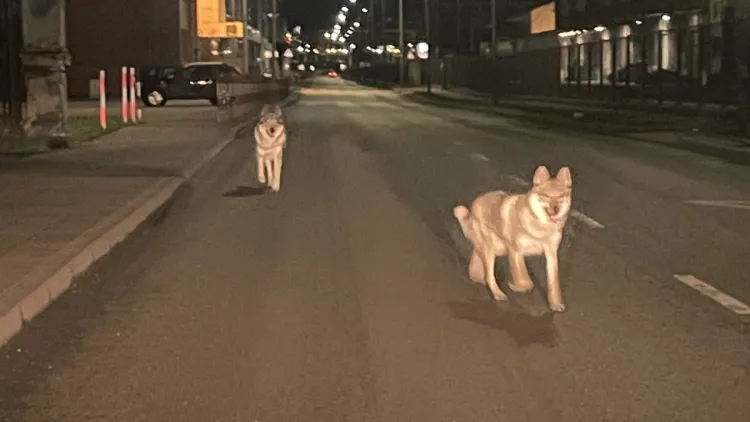 Dwa wilki widziane na ul. Polskiej w Gdyni? Okazało się, że to wilczaki, psy, które można legalnie posiadać.