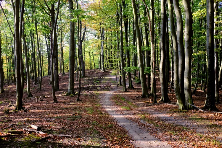 Utworzenie rezerwatu na terenie sopockich lasów ma m.in uchronić las przed wycinkami. Ale spowoduje także ograniczenia w rekreacyjnym korzystaniu z lasu.