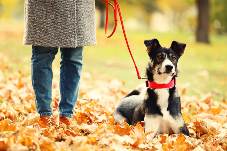 W Trójmieście miejsc na jesienny spacer z psem jest pod dostatkiem. Do wyboru są zarówno plaże, parki, jak i tereny leśne.