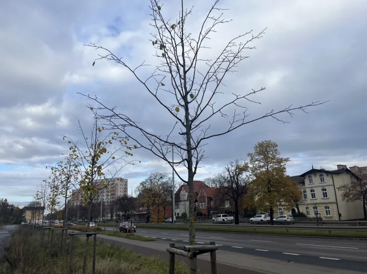 W Gdańsku ma zostać posadzonych 740 drzew różnych gatunków. Drobnolistne lipy już sadzone są w Oliwie. 