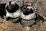 Pingwiny w czasie wysiadywania jaj