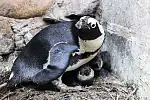 W gdańskim zoo przyszło na świat 15 pingwinów.