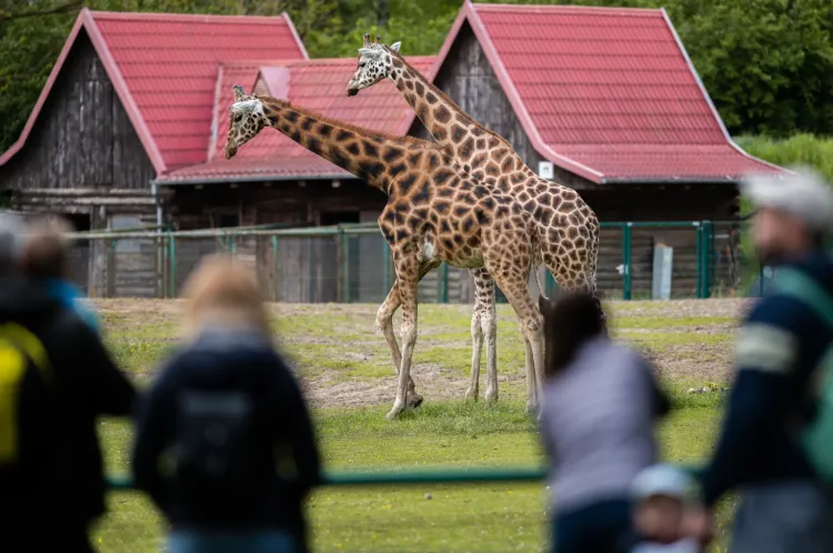 Oliwskie zoo cieszyło się największym zainteresowaniem spośród wszystkich atrakcji, które w weekend, 4-5 listopada, można było odwiedzić za darmo w ramach akcji podziękowania za wysoką frekwencję wyborczą w Gdańsku.