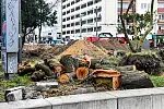 Usuwanie drzew ze skweru Żeromskiego w Gdyni 