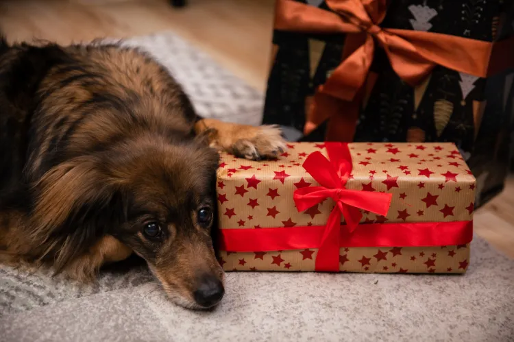 Pies to nie jest świąteczny prezent - podkreślają pracownicy schroniska.