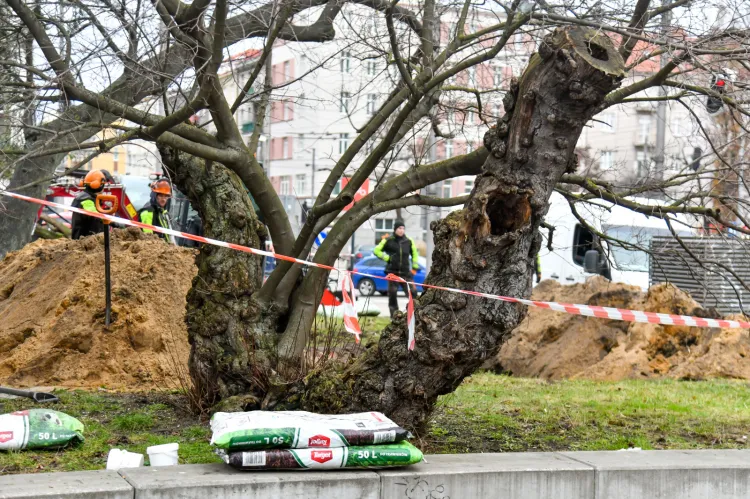 Usuwanie drzew ze skweru Żeromskiego w Gdyni 