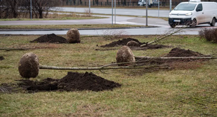 Gdyńscy urzędnicy zachęcają do wskazywania miejsc, gdzie warto sadzić krzewy i drzewa.