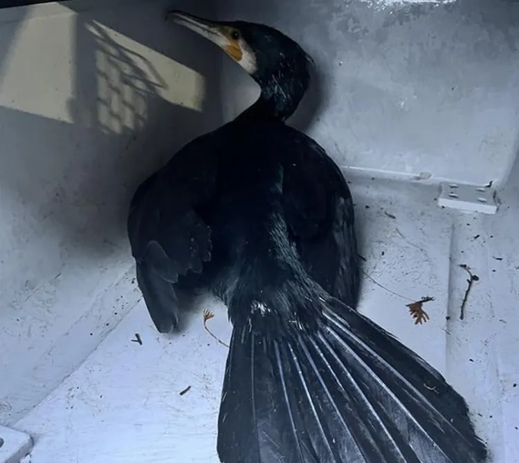 Ranny kormoran trafił do lecznicy dla zwierząt.