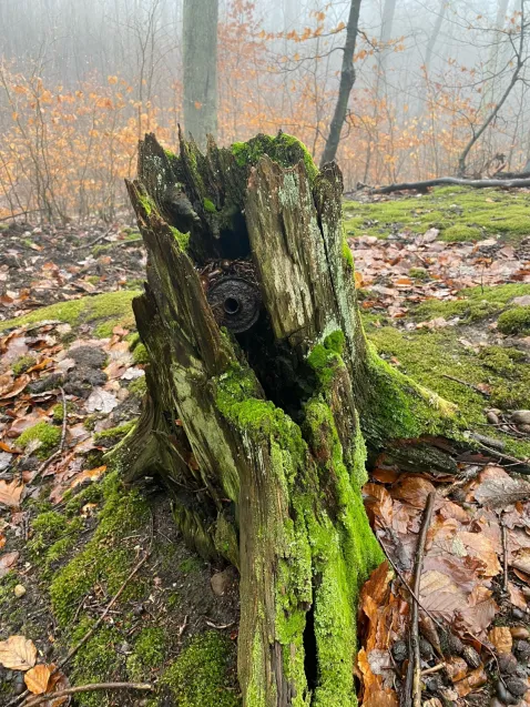 Tkwiący w pniu starego drzewa niewybuch odnaleziony przez pana Krzysztofa podczas spaceru po lesie w Gdyni.